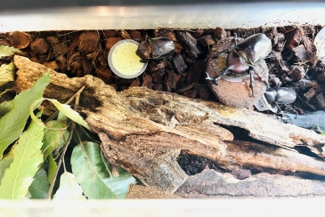 カブトムシ展示