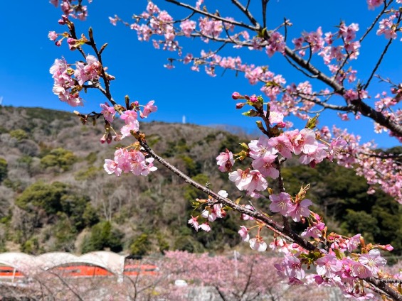 ロマンスカーと河津桜