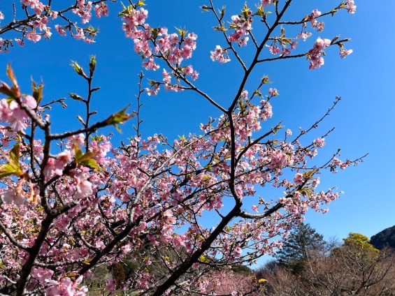 9部咲きの河津桜